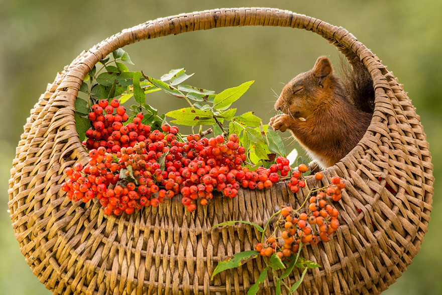 cute-squirrel-photography-geert-weggen-7