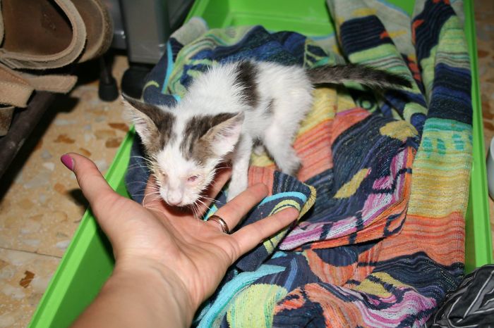 Bozena The Blind Cat