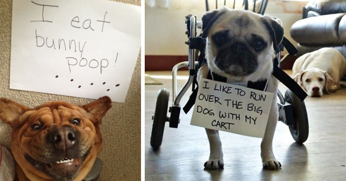 Two dogs being shamed for their crimes, one with a sign about eating bunny p**p, the other in a wheelchair with a warning sign.
