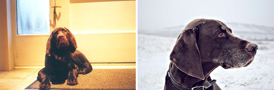 My Dog Thirteen Years Apart