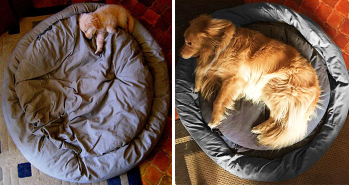 239 Before & After Photos Of Dogs Growing Up (Part II)