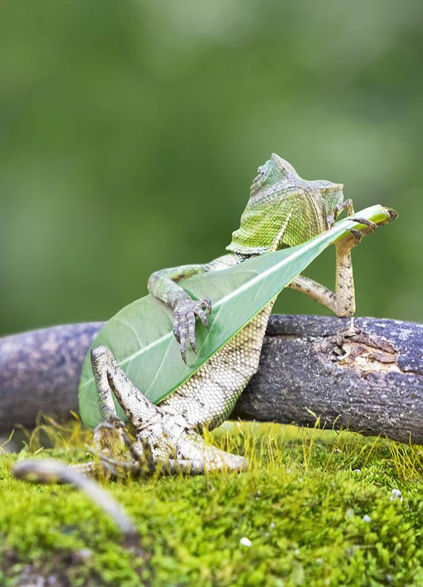 https://www.boredpanda.com/blog/wp-content/uploads/2015/03/dragon-lizard-playing-leaf-guitar-aditya-permana-indonesia-1.jpg