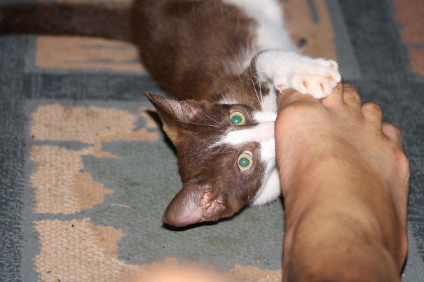 Day 1 ..lennie 6 Week Old Killer