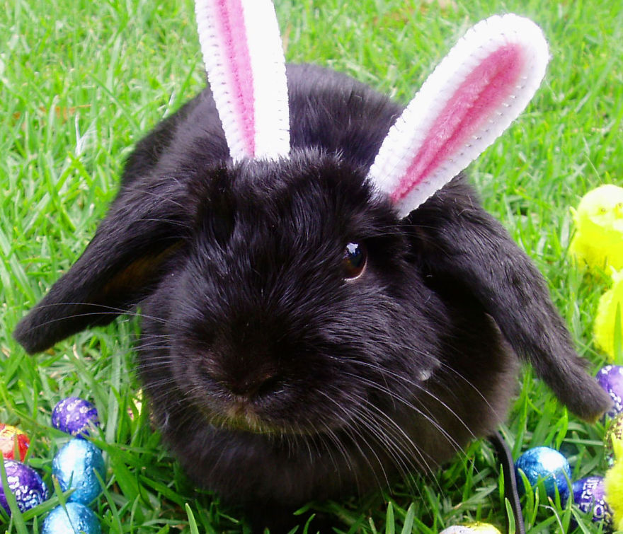 Easter Bunny bunny.