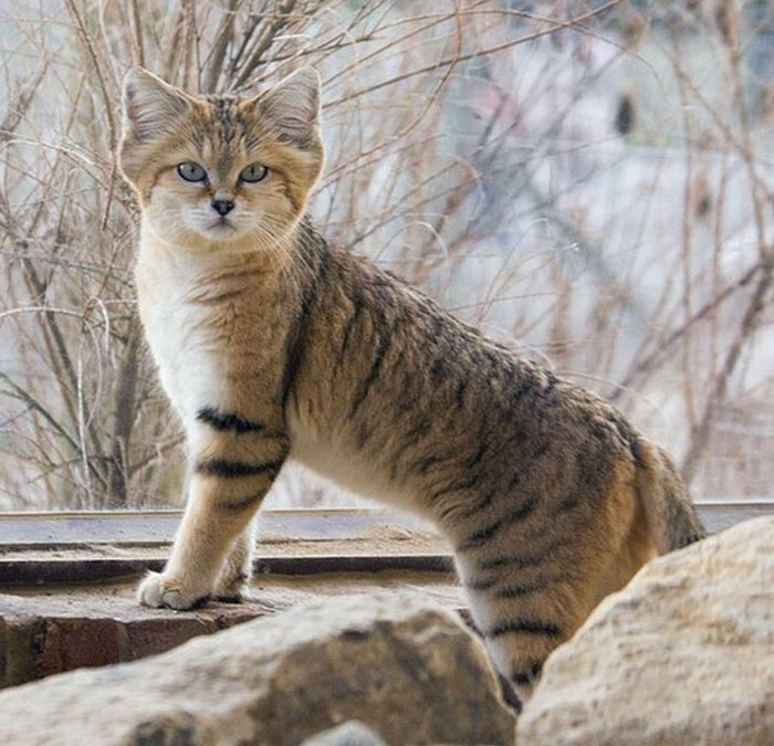 Cats That Are Disappearing From The Wild