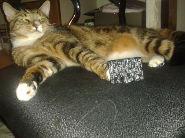 You Know Your Cat Is Trying To Kill You When He Makes An Alliance With The Borg