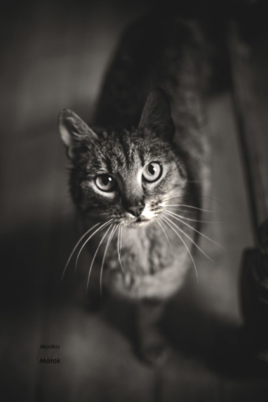 Catography With My Furry Friends Catography With My Furry Friends