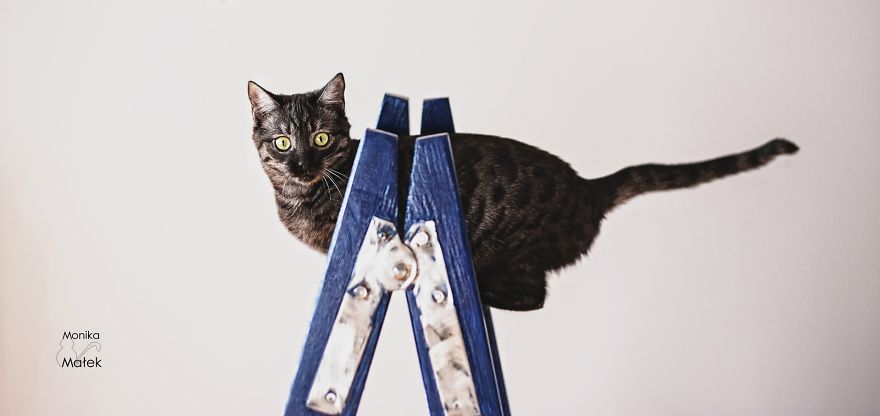 Catography With My Furry Friends