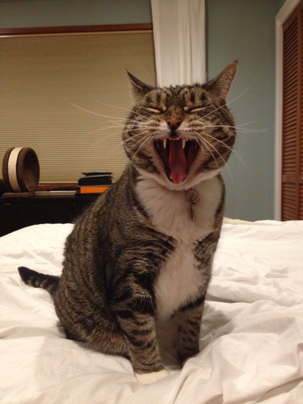 My Bowl Is Empty! Food! Now!