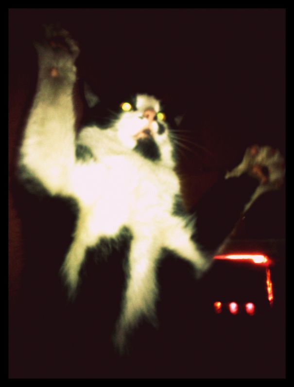 Jimmy The Evil Kitty