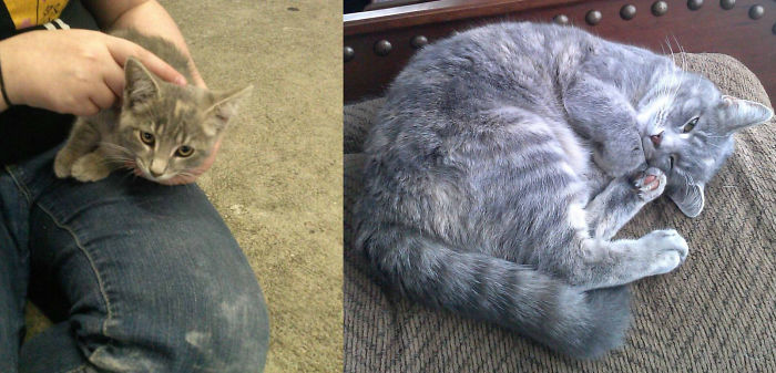 Chell Was Found Hungry And Flea-infested At A Busy Gas Station. Now She's Spoiled Rotten!