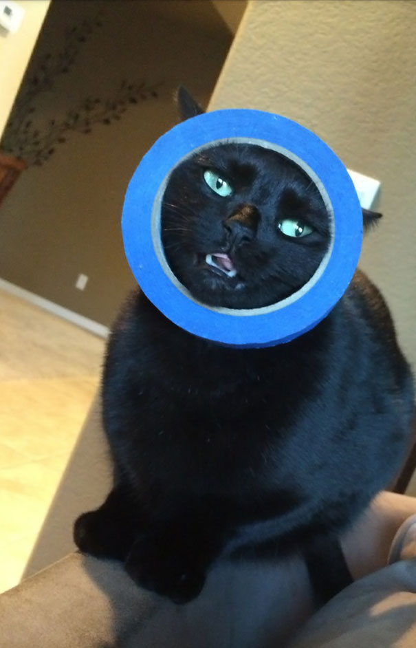 So My Cat Got Her Head Stuck In A Roll Of Tape