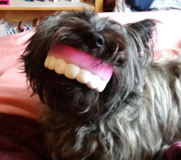 Fudge And His 'teefs'.