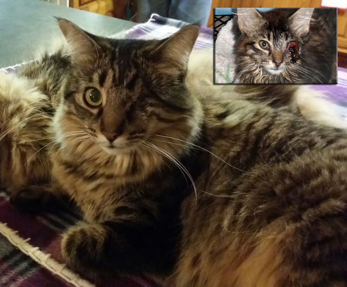 Gabby And 15 Other Severely Malnourished Dying Kitties Rescued From Being Dog Bait :(