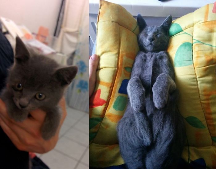 Grafito (graphite) Had His Eye A Little Burnt (probably Car Engine) And 3 Months Later