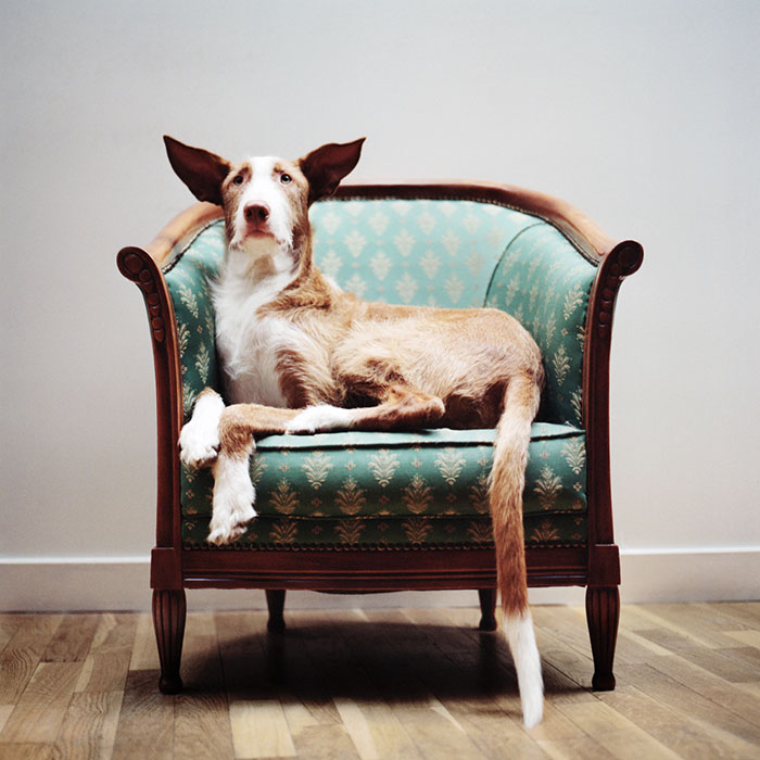 I Photograph Greyhounds Rescued From Horrible Masters Who Tortured Them For Poor Hunting Performance