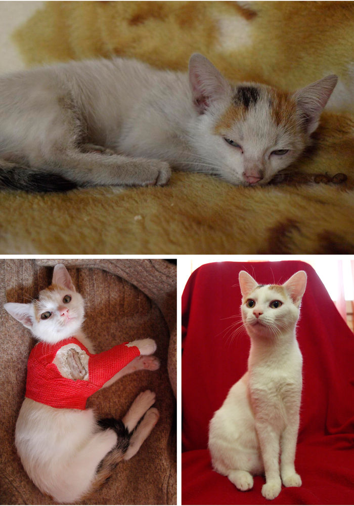 Soft Kitty Warm Kitty Little Ball Of Fur, Happy Kitty, Sleepy Kitty, Purr Purr Purr