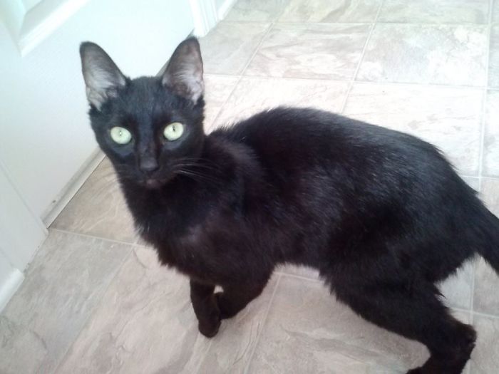 Igor, Starved (5.5 Lbs Full Grown), Not One Tooth In His Mouth And Part Of The Tail Missing.