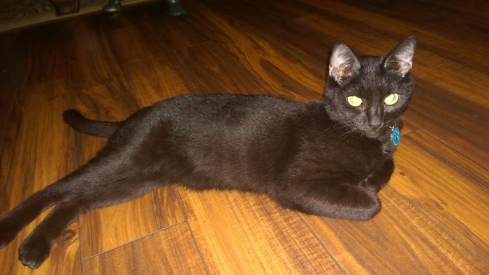 Igor, Same Kitty After A Month