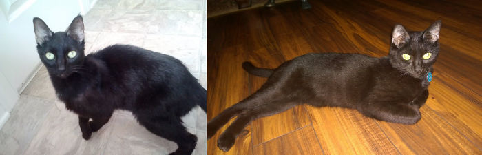 Igor, Starved At 5.5 Lbs, No Teeth Left In His Mouth, Part Of His Tail Missing. 1 Month Later