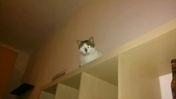 Tonight, The Humans Die.