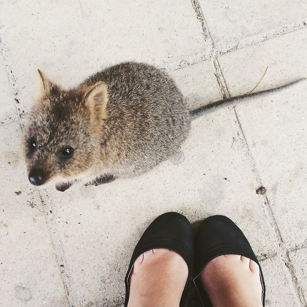 Quokka Selfie, Ovaltine Snatcher