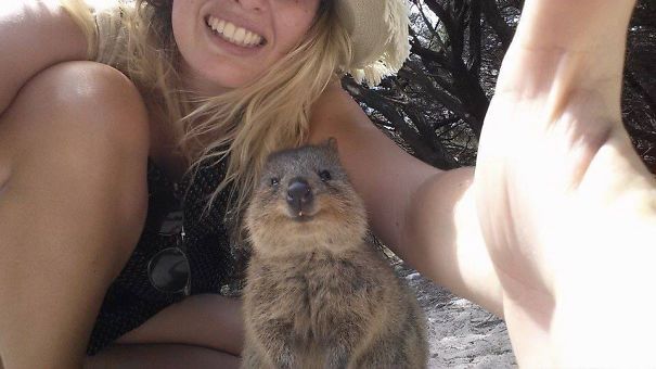 Quokka Selfie