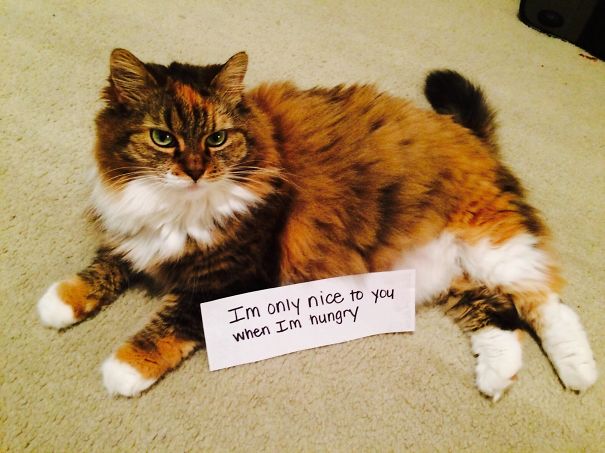 I'm Only Nice To You When I'm Hungry