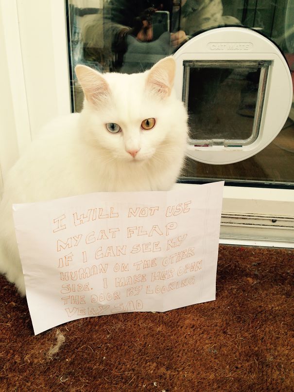 Cat Shaming
