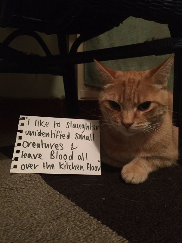 Hazard Thinks He's The Star Of A Small Rodent Horror Movie