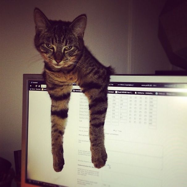 Me Trying To Work - Nemi Playing With The Screen!