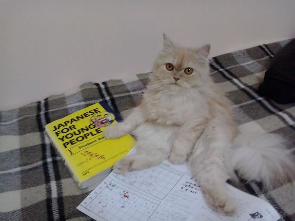 I Am Sushi, That's All The Japanese You Need