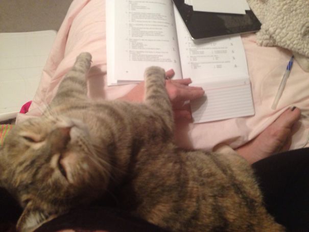 I'm Too Cute To Be Ignored