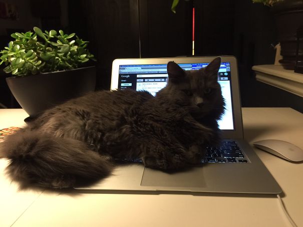 Yoda Says I'm Done For The Night