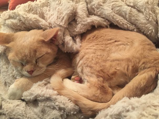 Curly Cat, Curly Blankie