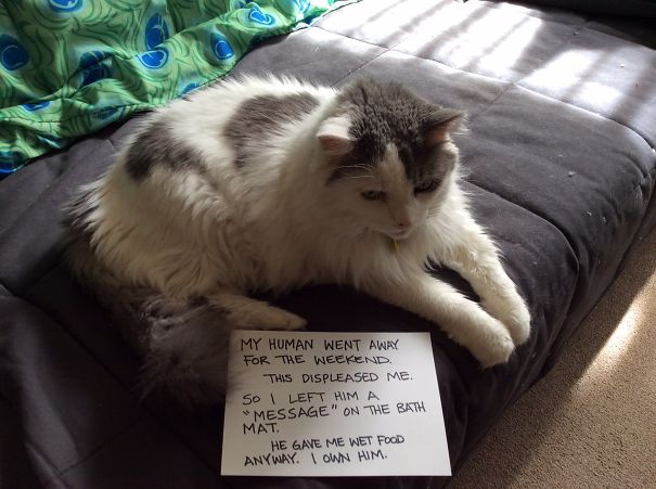 Zeus The Mighty Fluff.