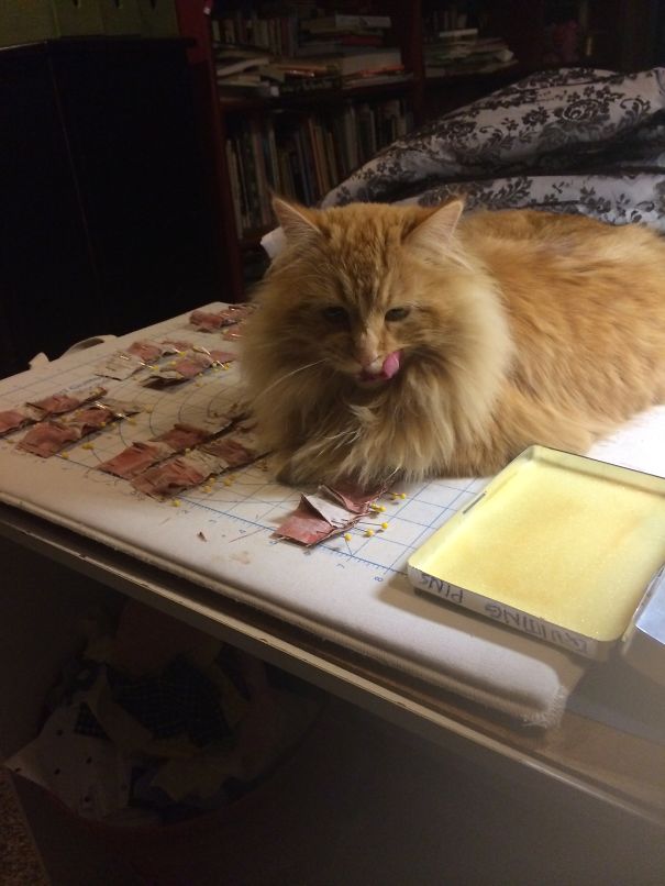 My Cat Gucci Won't Let Me Sew, Coupon Or Cook Without Being Front And Center!!! Diva Girl:)