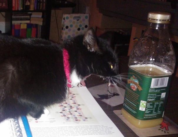 You're Not Studying Tonight And I Hate This Bottle Of Apple Juice Too