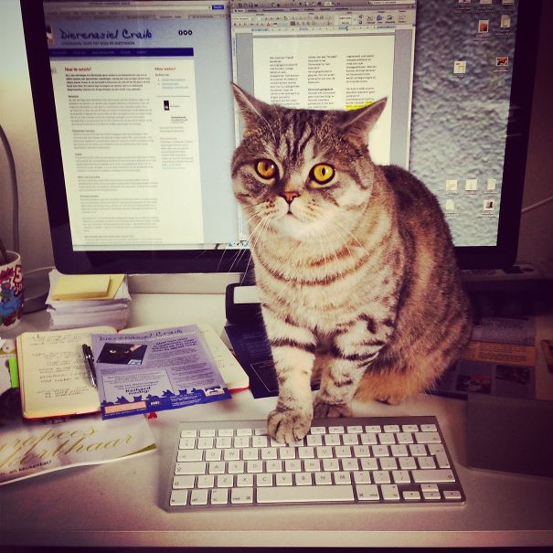 Working, Really? I'm Here!