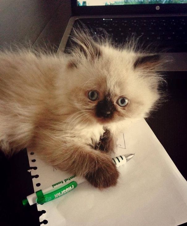 #ralphie Tomcat Is Studying Too