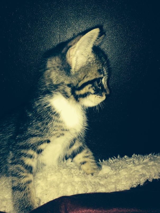 I Like To Jump On Other Cats And Bite Their Ears Oh There's One Now