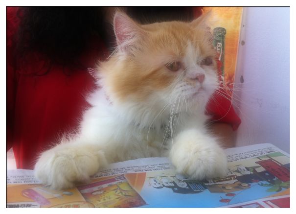 I Read Daily Newspapers