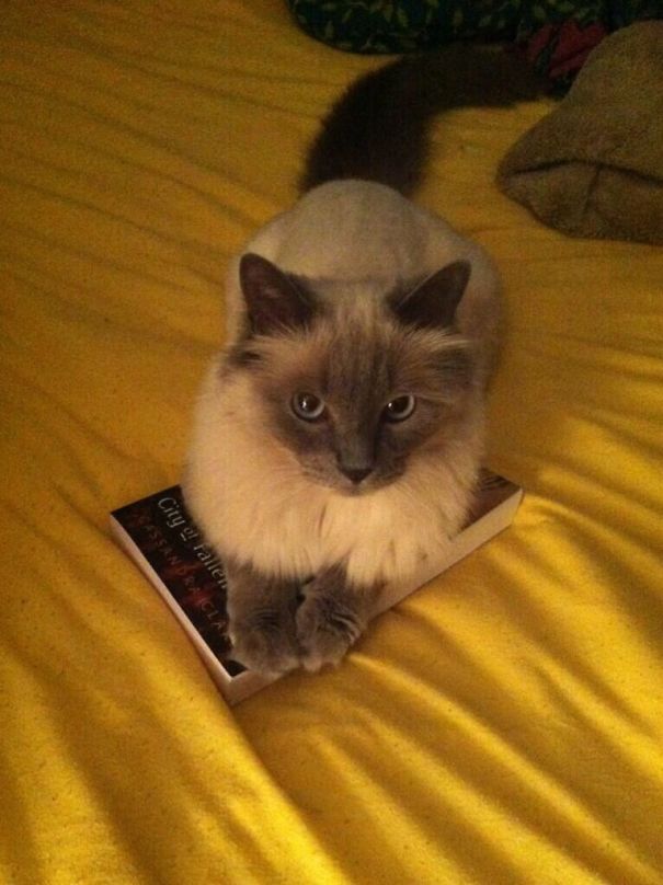 Chanel Says "oh You Want To Read? Well I Want Pets!"