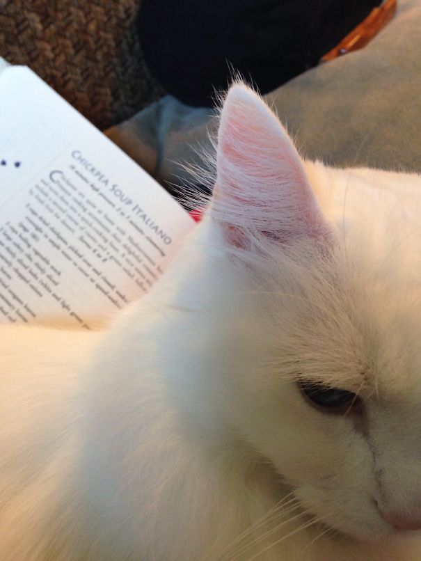 You Wanted To Use This Recipe?