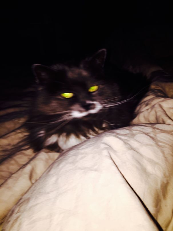 This Evil Cat Is Known As Sasha, But Could Be Operating Under An Alias. Do Not Approach.