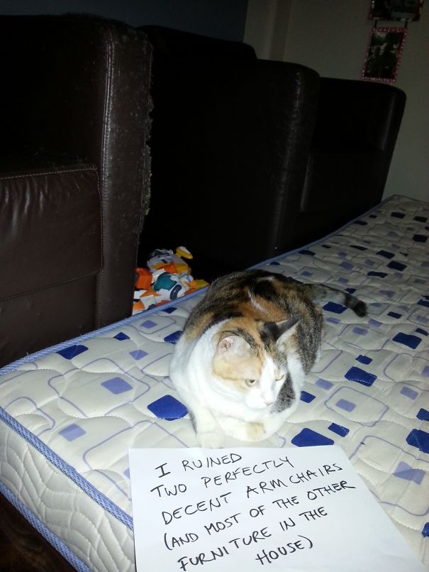 They're Not Scratching Posts?