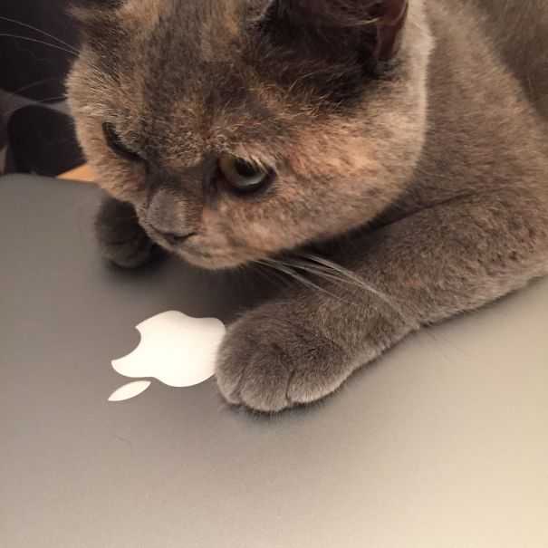 Don't Even Think About Opening It!