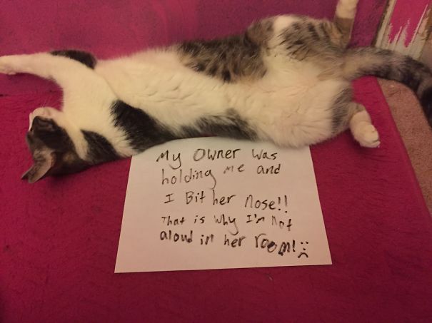 Don't Be Afraid I Don't Bite