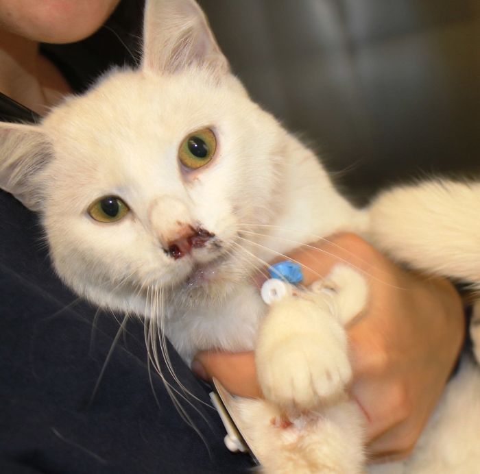 Mari - Hit By A Car, But Made A Full Recovery!