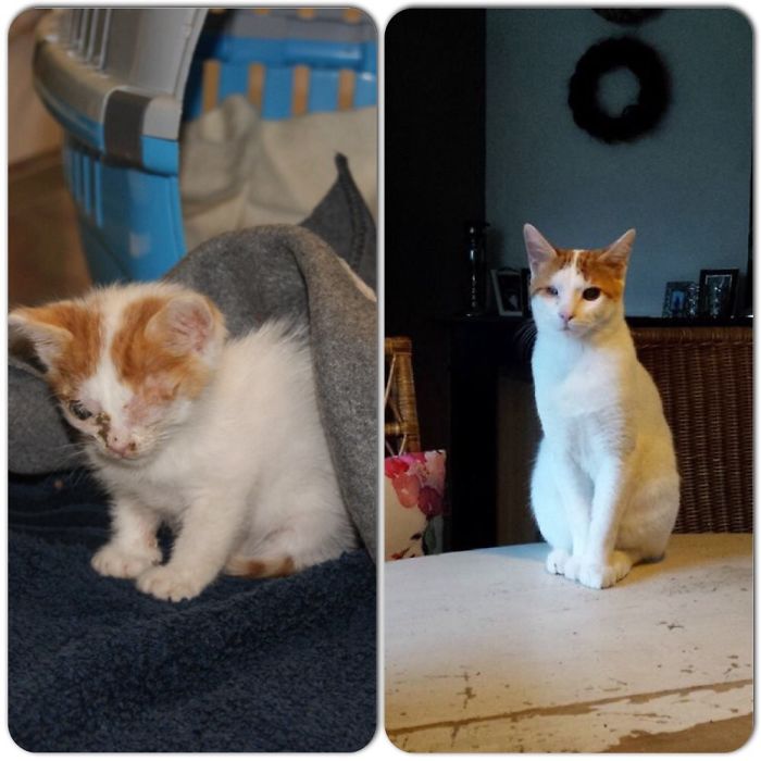 My Cat Ilja Was Abandoned And Rescued. He's One Year Old Now And Very Happy In His Forever Home.